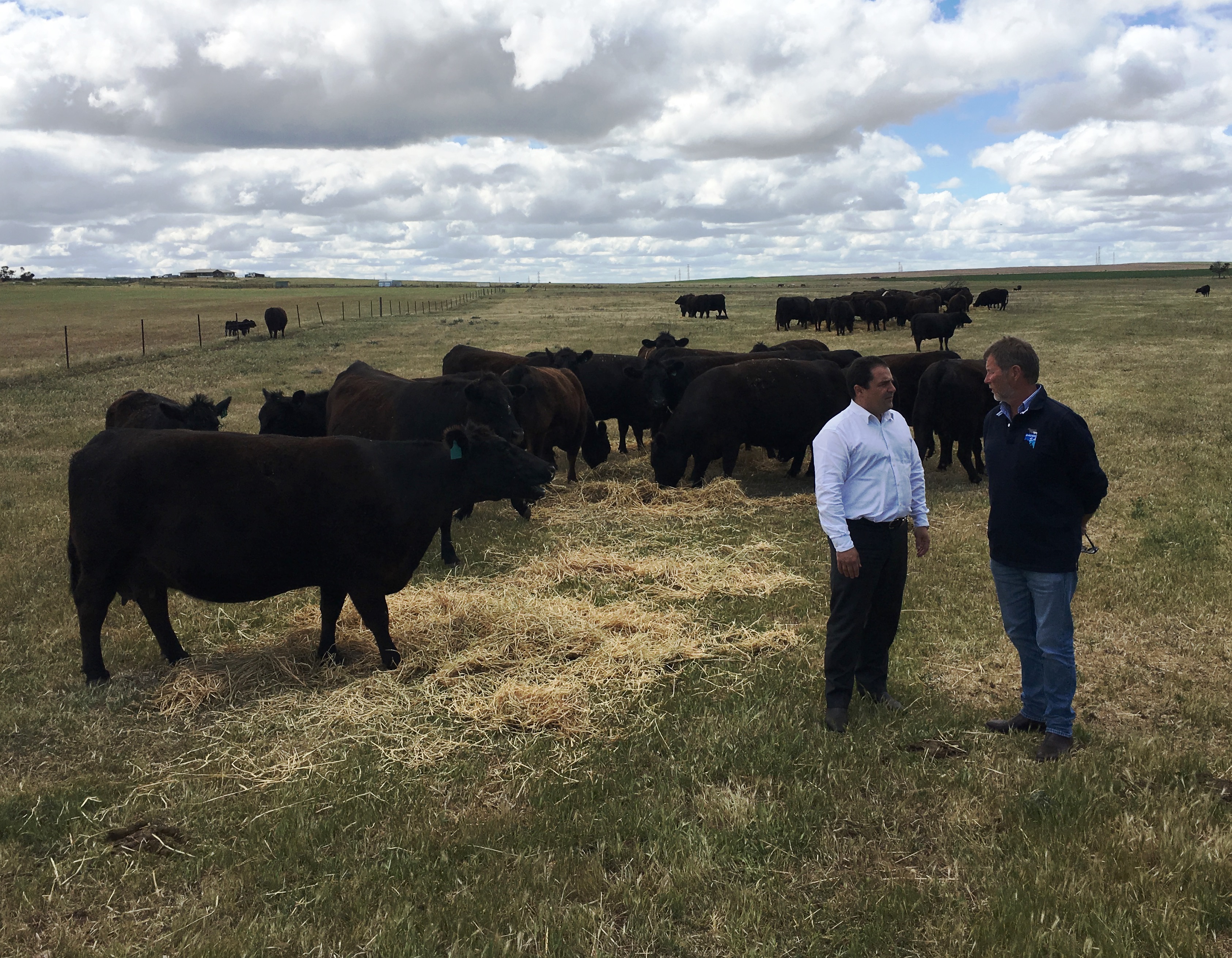 Building Better Regions Fund boosts the SA beef cattle industry
