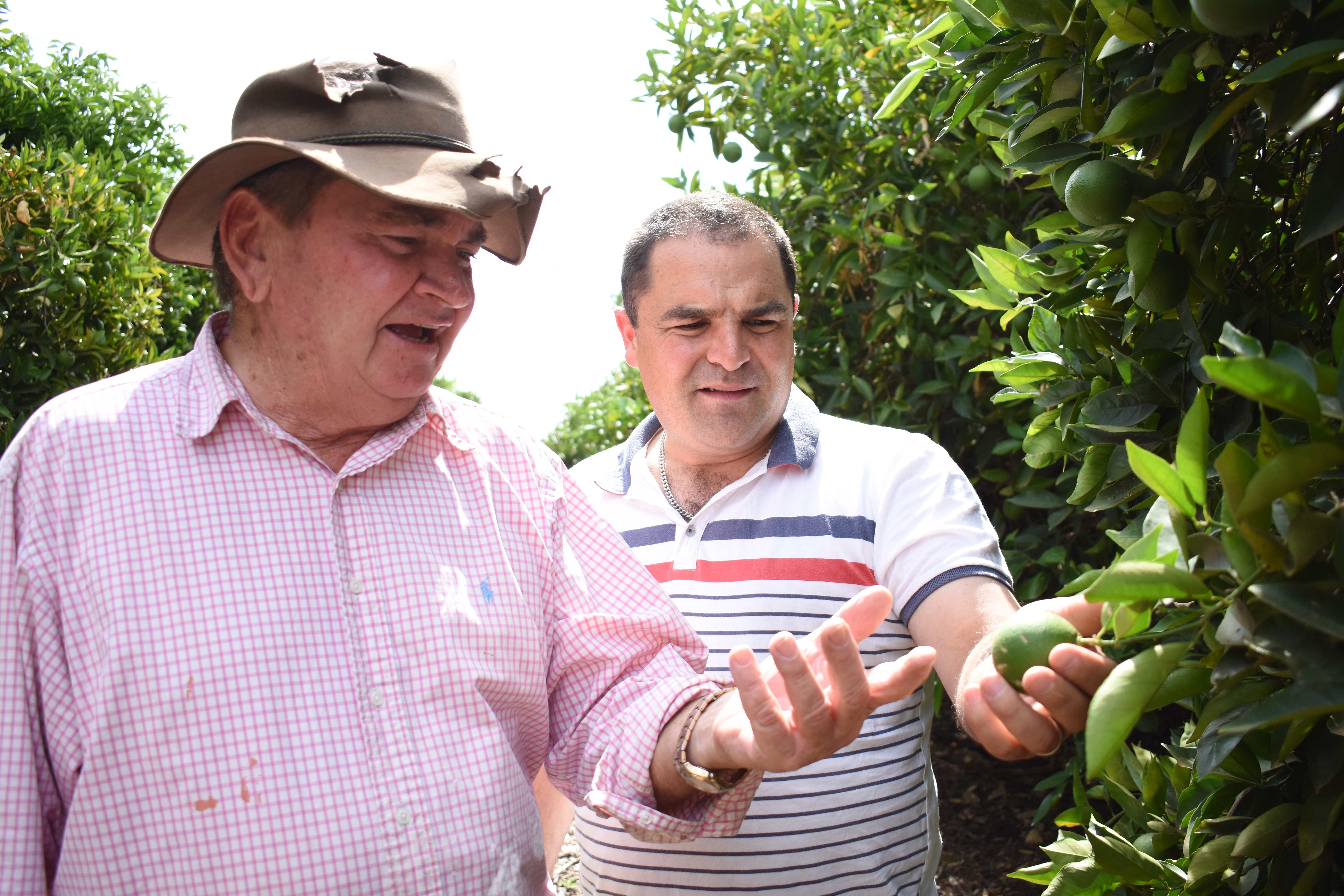 RELIEF FOR GROWERS IN THE RIVERLAND THIS SUMMER